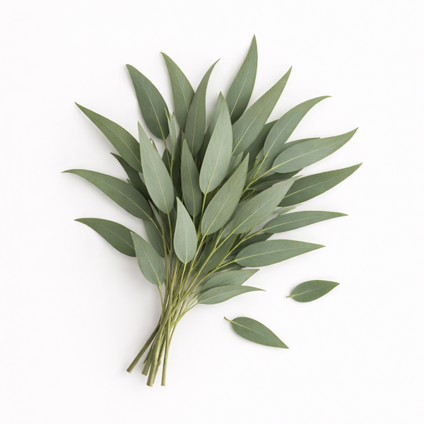 שמן עלי אקליפטוס גלובולוס